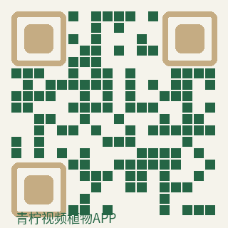 青柠视频